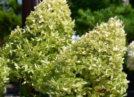 hydrangea paniculata magical lime sparkle ‘bokralims’- gortenziya magical lime sparkle novinka